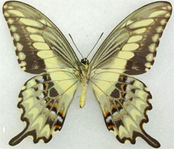 Heraclides ornythion male aberration (Internet Image property of respective owner, non-commercial use only)